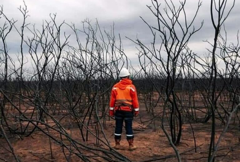 Devastation in the Bolivian Chiquitania dry forest.