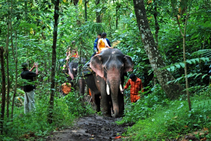 Elephants used for wildlife safari