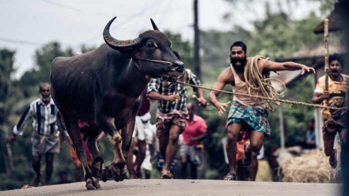 Jallikattu