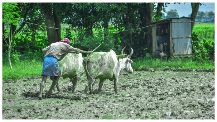 Indian farmers