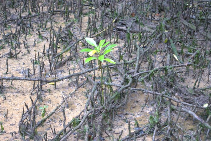 Mangroves