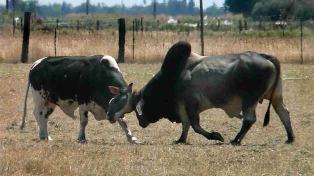 Spain Bull fight